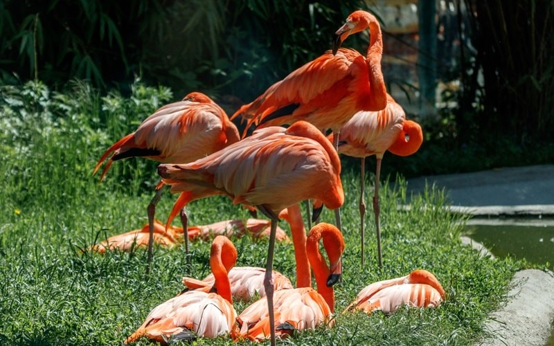 باغ وحش وین